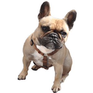 Bulldogs