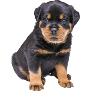 Fur Dog