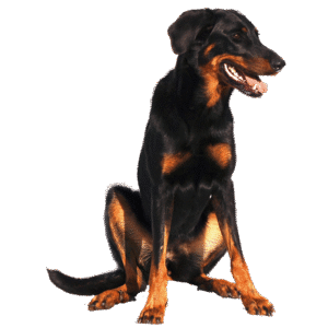 Dachshund