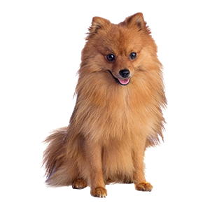 Pomeranian