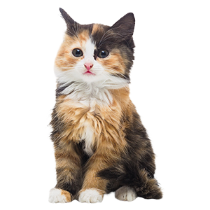 Calico Cat