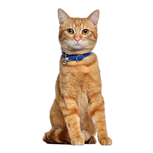 American Polydactyl