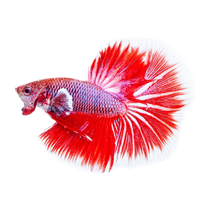 Betta Fish