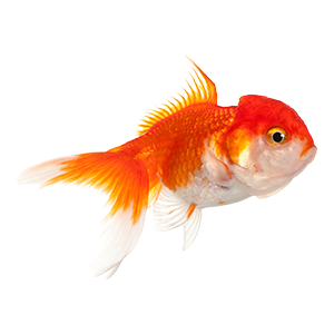 Lionhead Goldfish